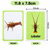 Early Education Awareness Flashcards Set | 36 Learning  Cards