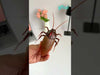 Remote Control Giant Insect Fly – RC Insect Prank Toy