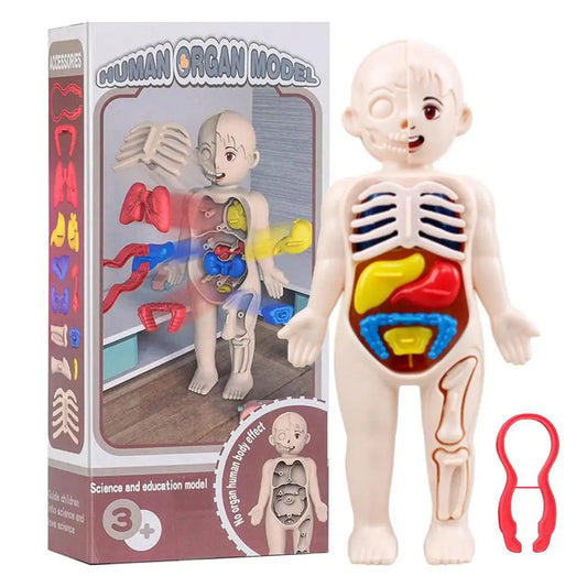 Human Organ Model Educational Toy